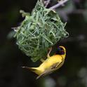 Southern Masked Weaver-1055.jpg